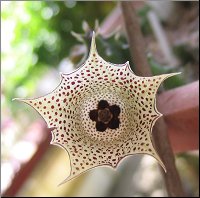 Huernia boleana  